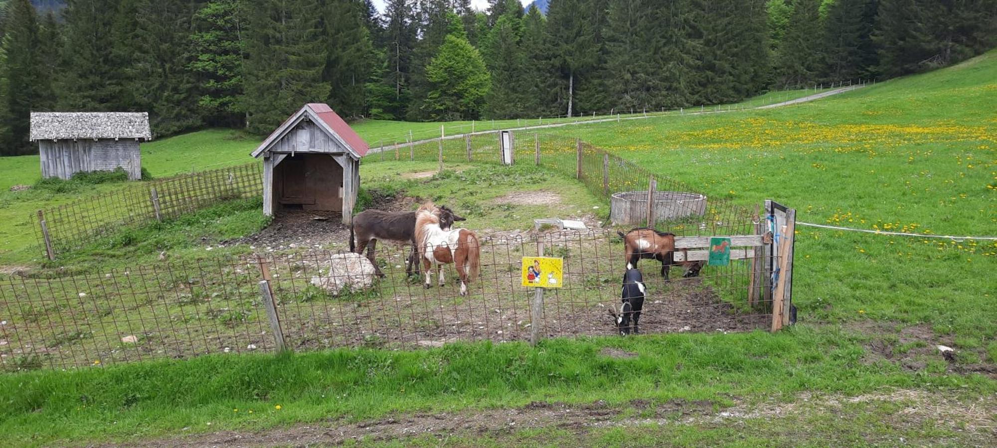 Jausenstation Neuschwand Vila Hittisau Exterior foto